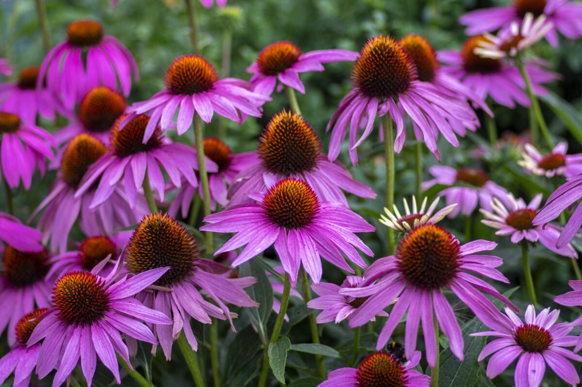 purple coneflower
Echinacea purpurea flowering eastern purple coneflowers flowers, group of purple hedgehog coneflower plants in bloom