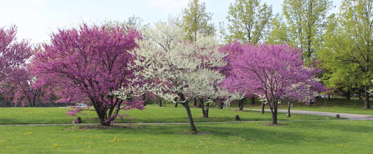 spring blooming trees