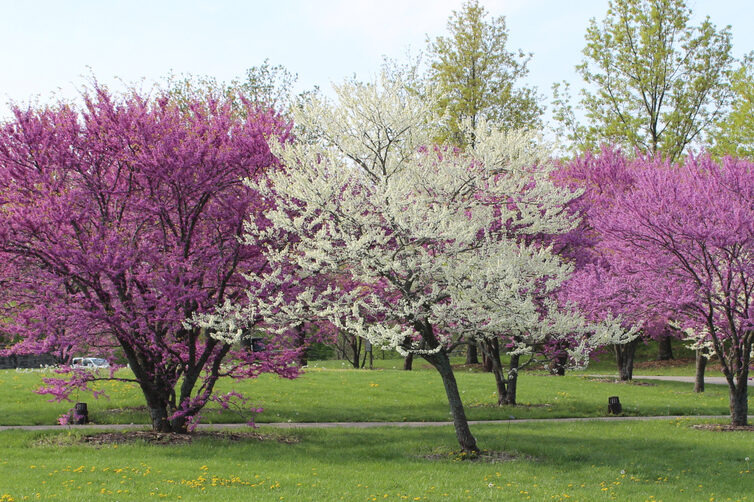 spring flowering trees